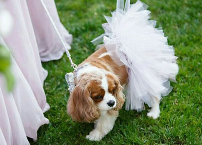 Tutu Joli White Bridal Dog Tutu Skirt