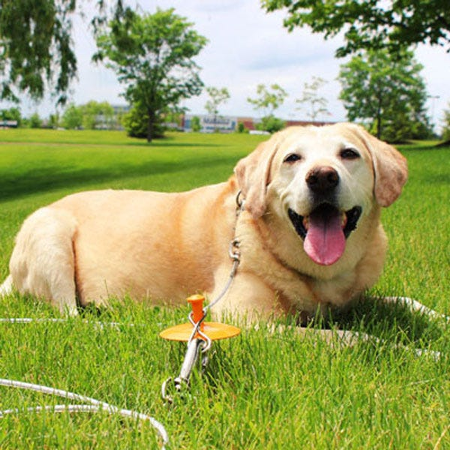 Boss Pet Tie-Out and Dome Stake Combo - 30 ft, XL