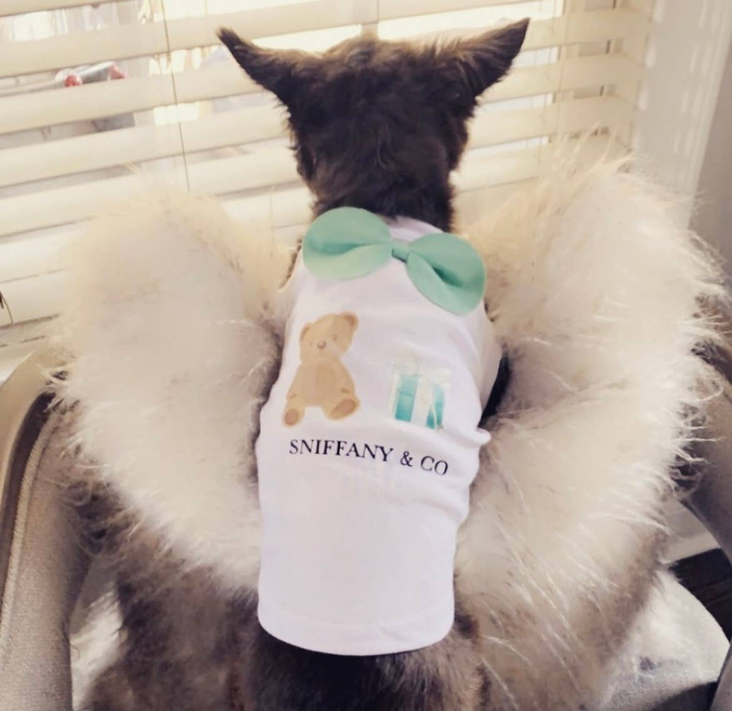 Sniffany Bear Dog Outfit