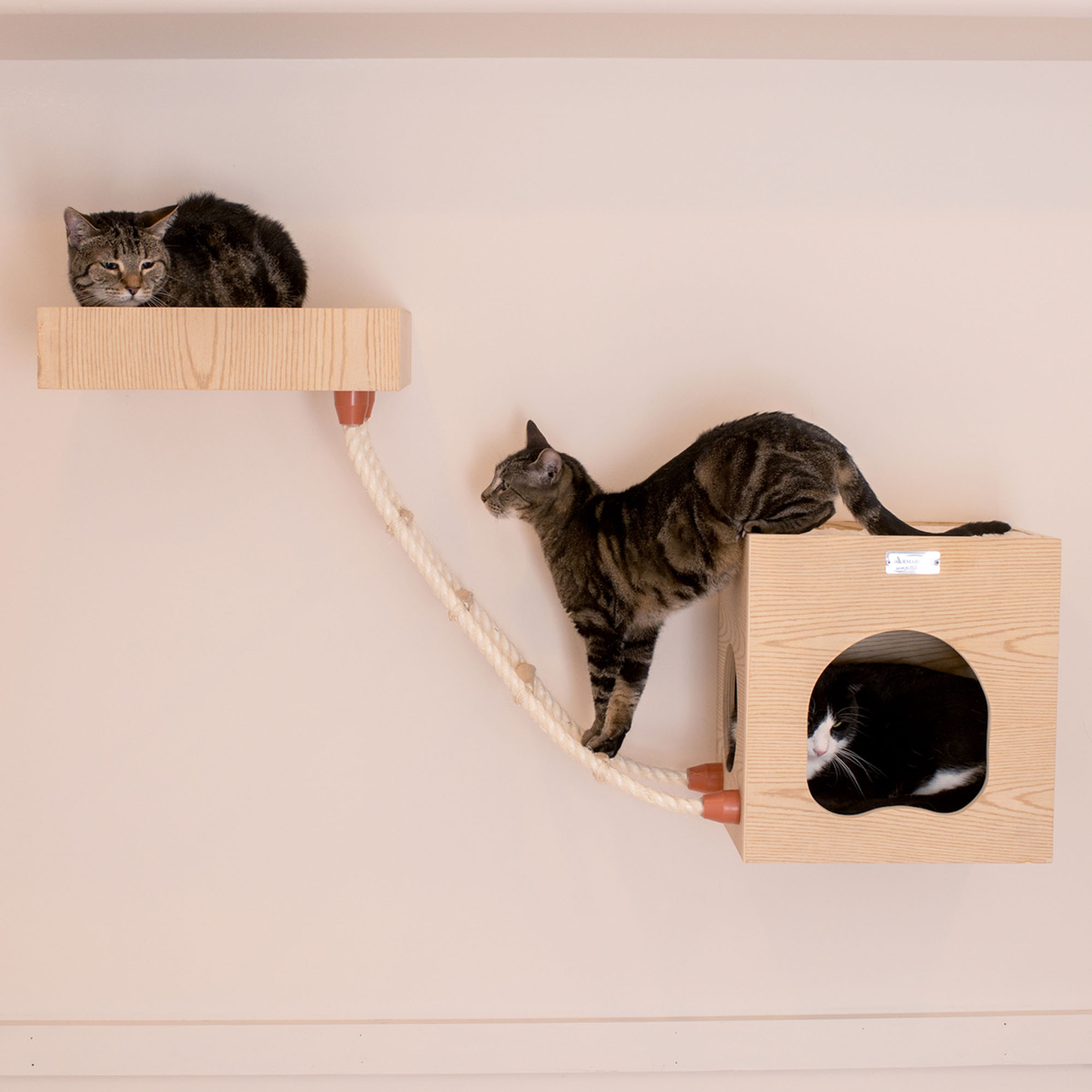 Armarkat wall-mounted cat climbing ladder