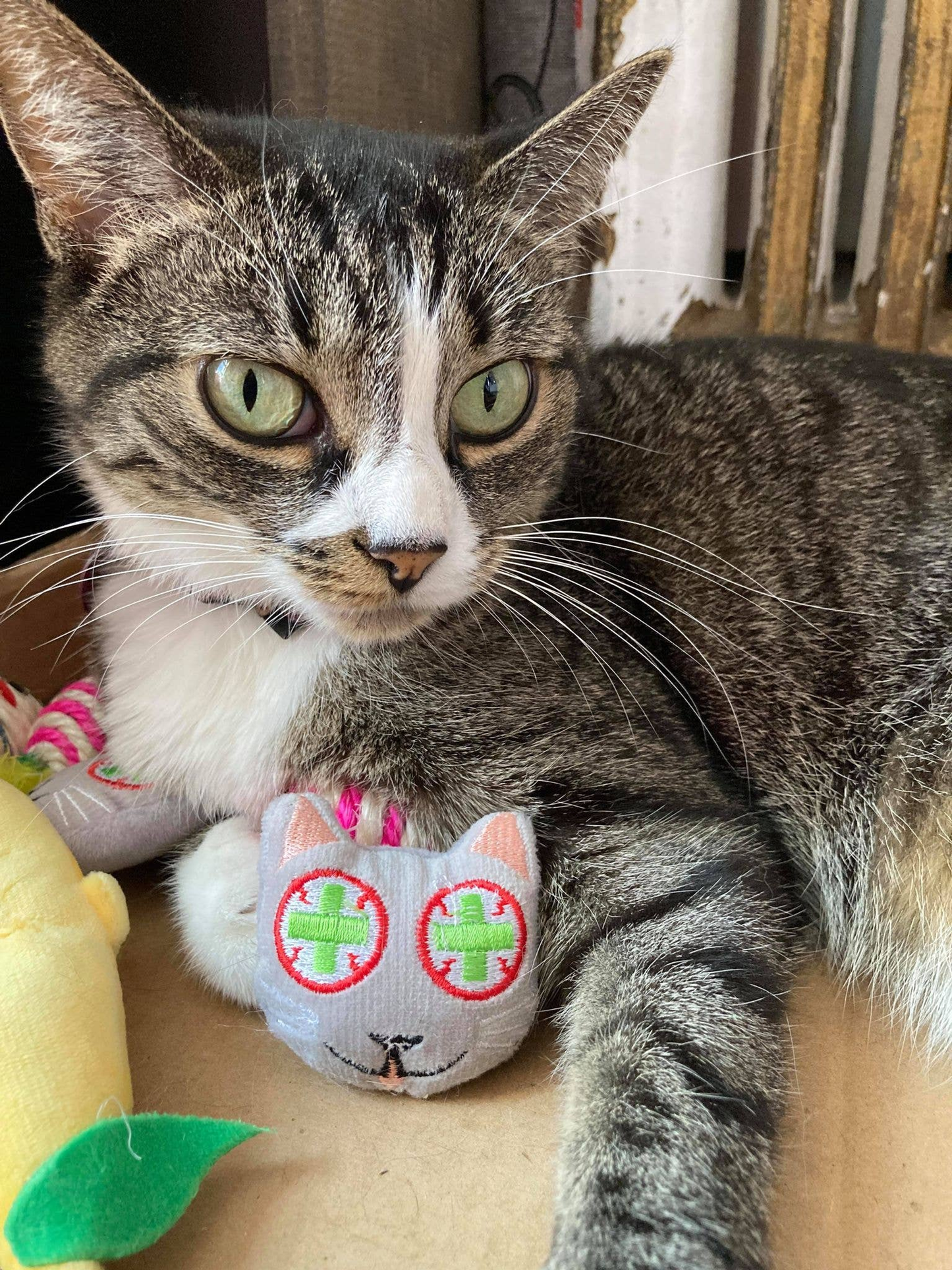 Smokey's Stash Catnip Cat Toys, Avocado & Banana Set