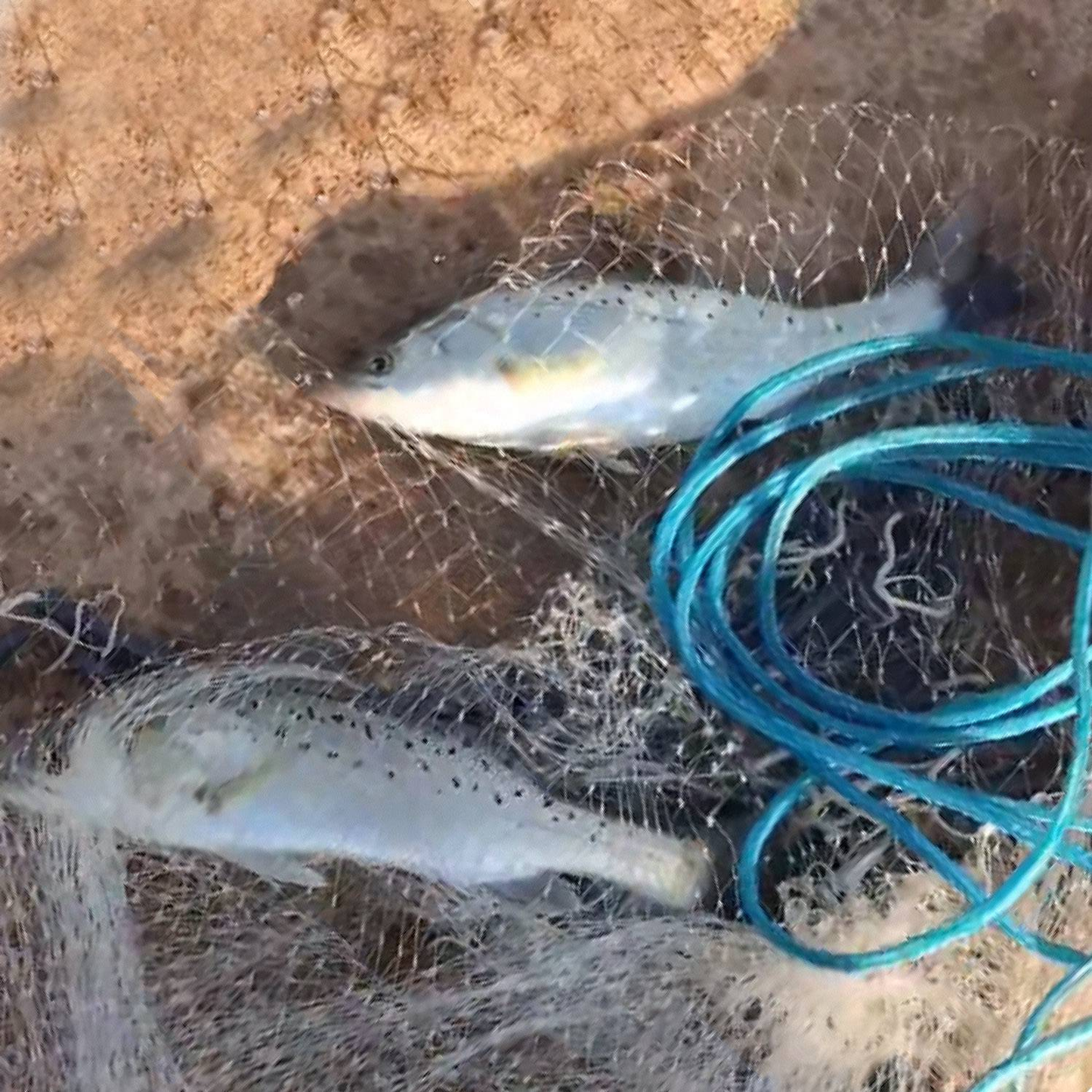 8 ft Radius Fishing Cast Net