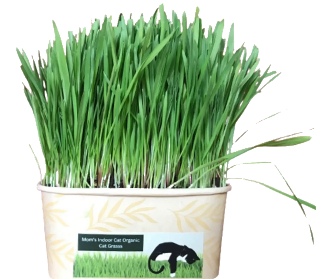 Cat Grass Bowl