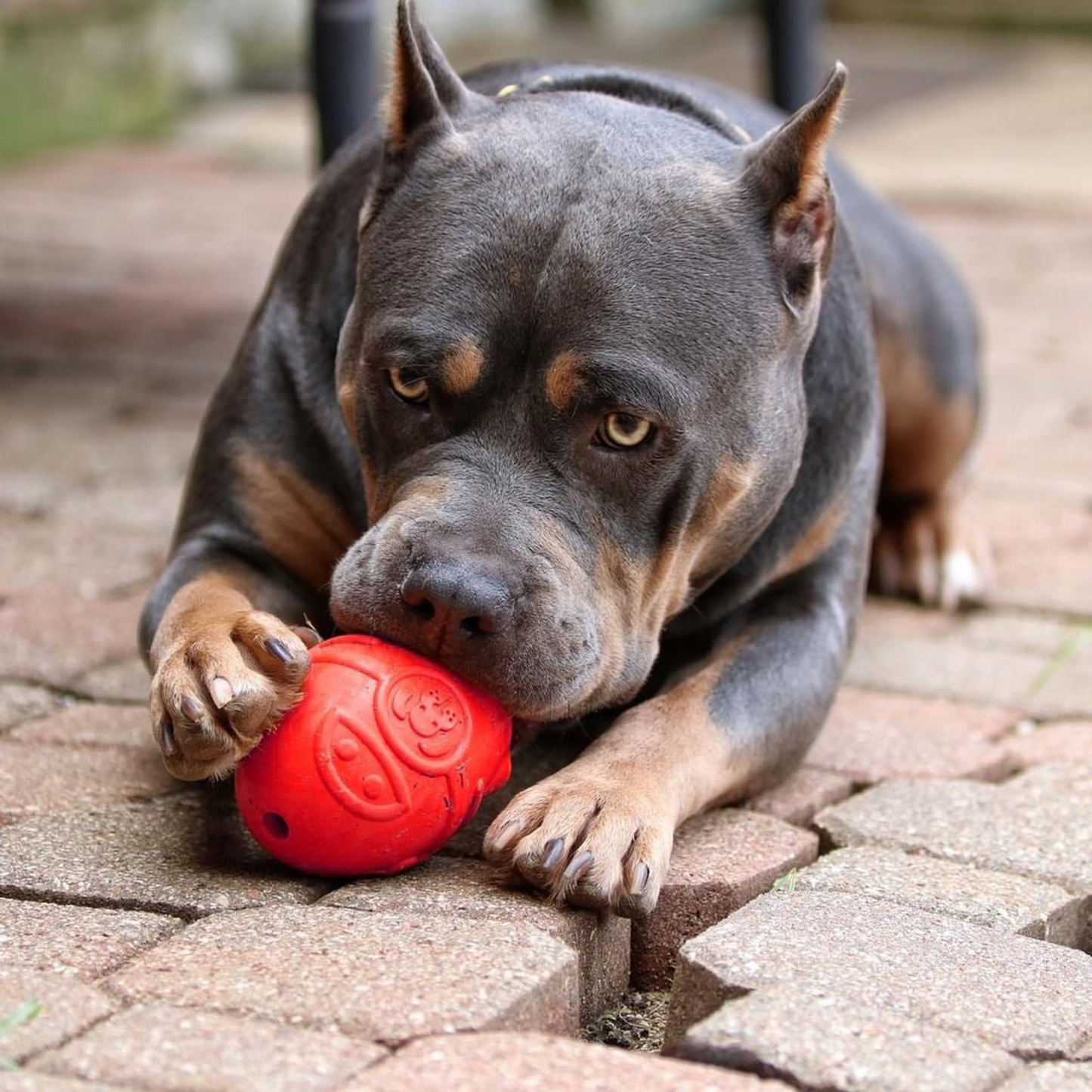 Rocketman Durable Rubber Dog Chew Toy & Treat Dispenser