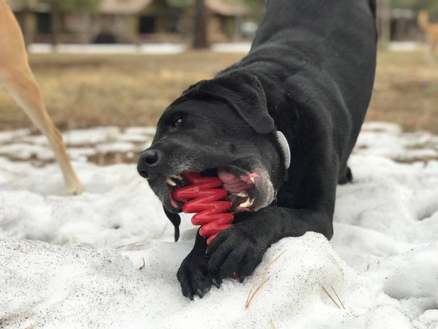 Christmas Tree Nylon Dog Chew Toy for Aggressive Chewers
