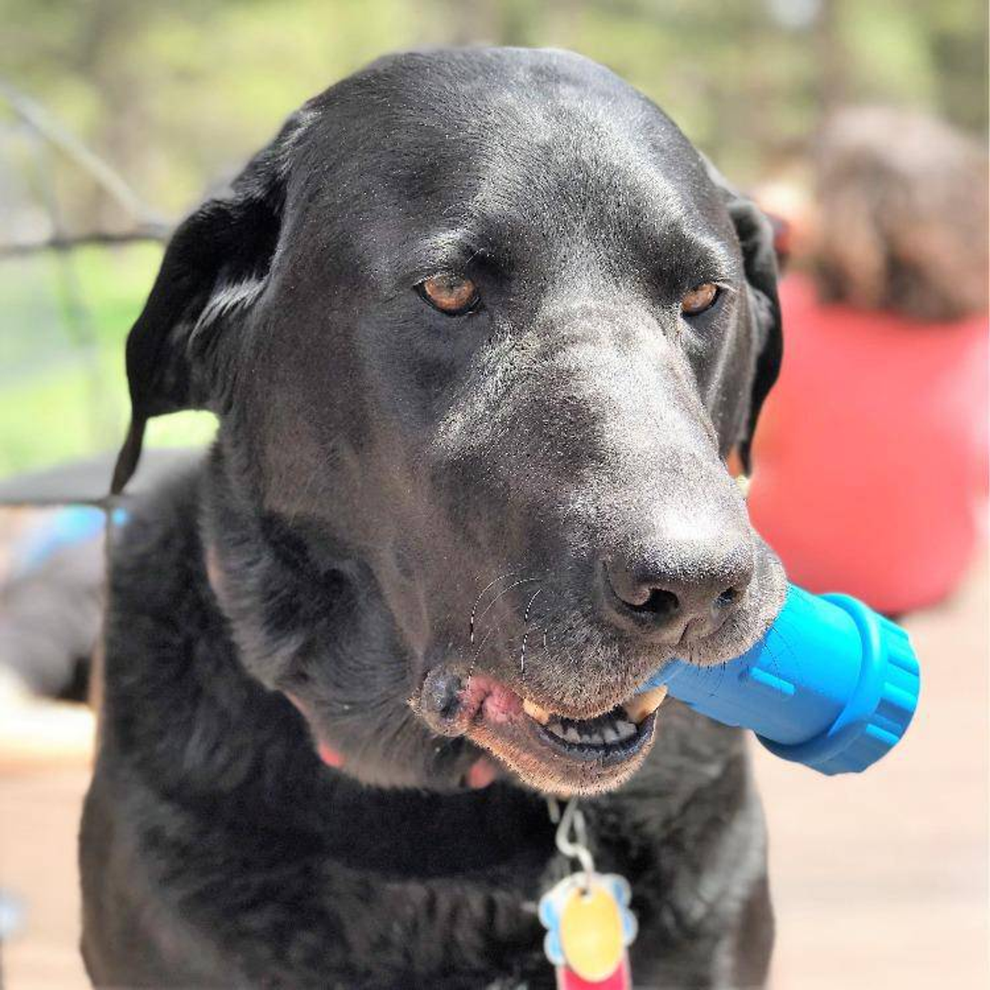 SodaPup ID Bone Rubber Chew Toy & Treat Dispenser
