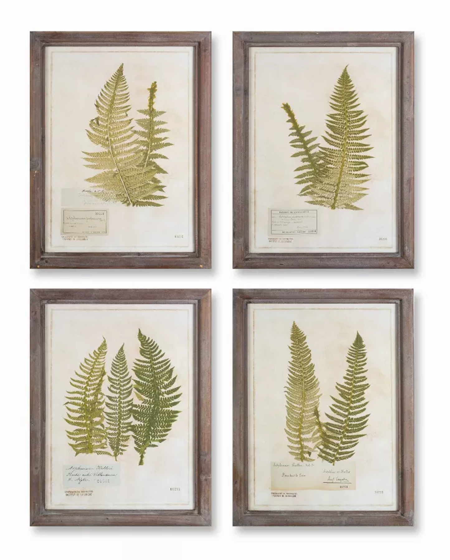Framed Fern Botanical Prints, Set of 4