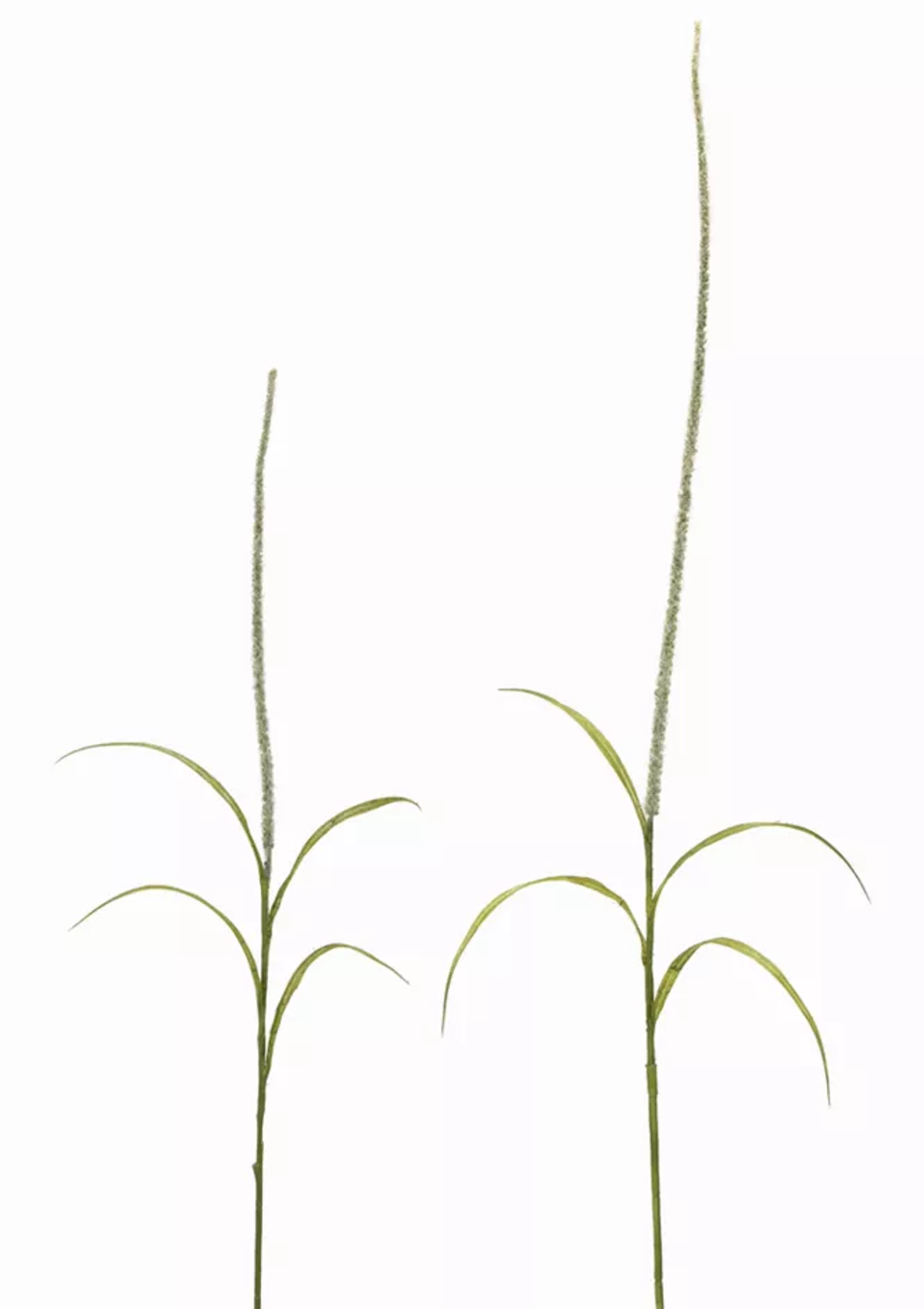 Foxtail Stems, Set of 12 (39in & 52in)