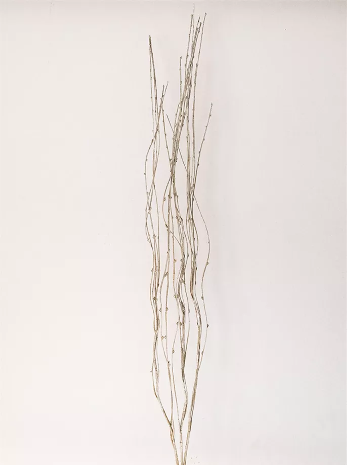 Bead Spray Stems, Set of 12
