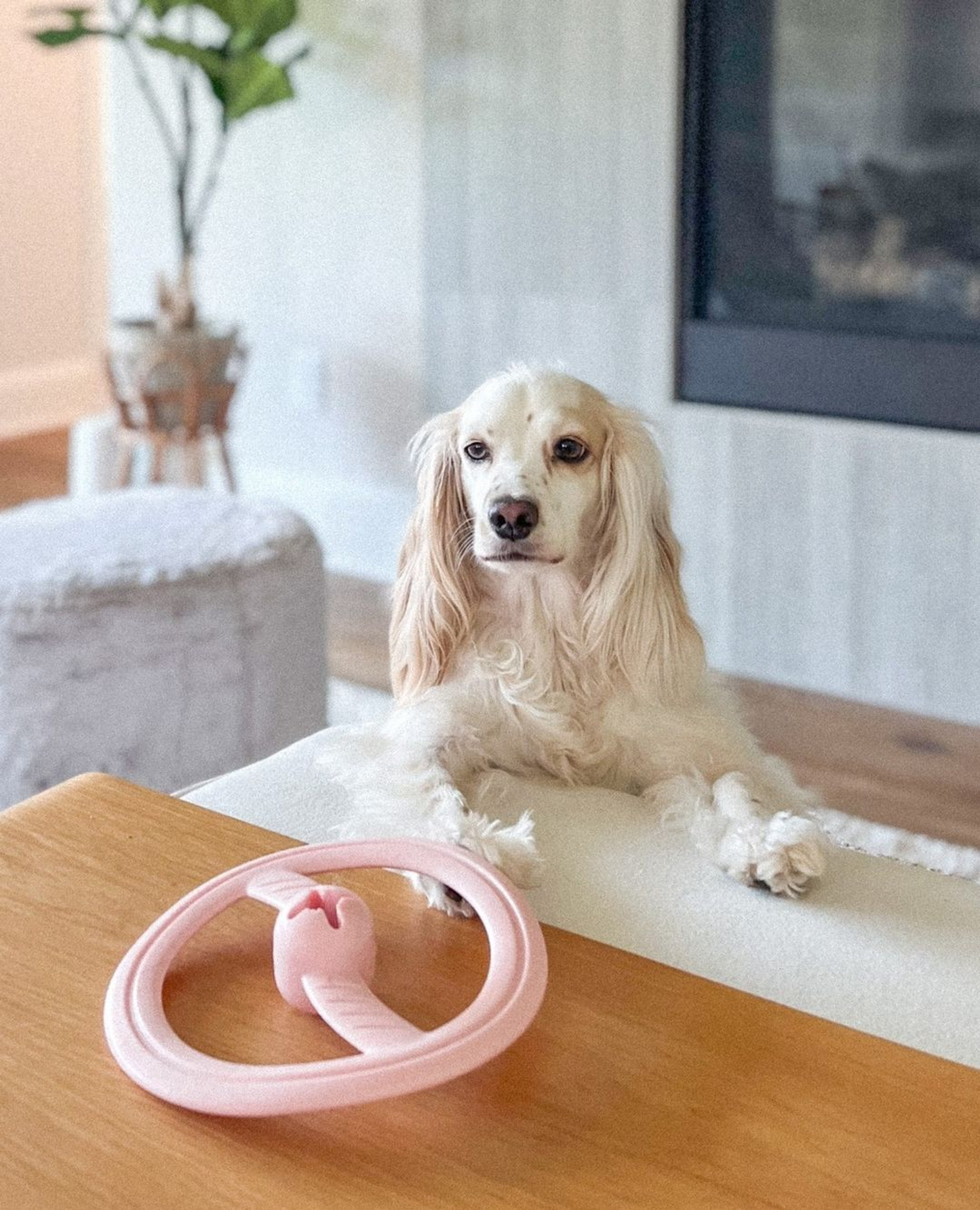Merci Collective Fly Away Dog Fetch Toy
