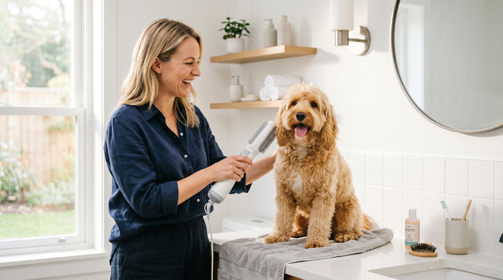 How to groom dog at home with pet hair dryer brush