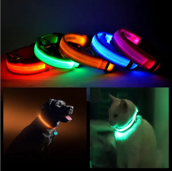 LED dog collars glowing in five colors, worn by a dog and a cat at night