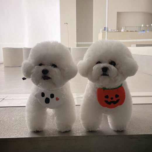 Cute Halloween Dog Apron