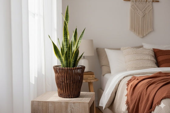 Brown willow planter holding a snake plant on a bedside table