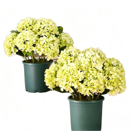 Outdoor Hydrangea Flowers Decor product image 3