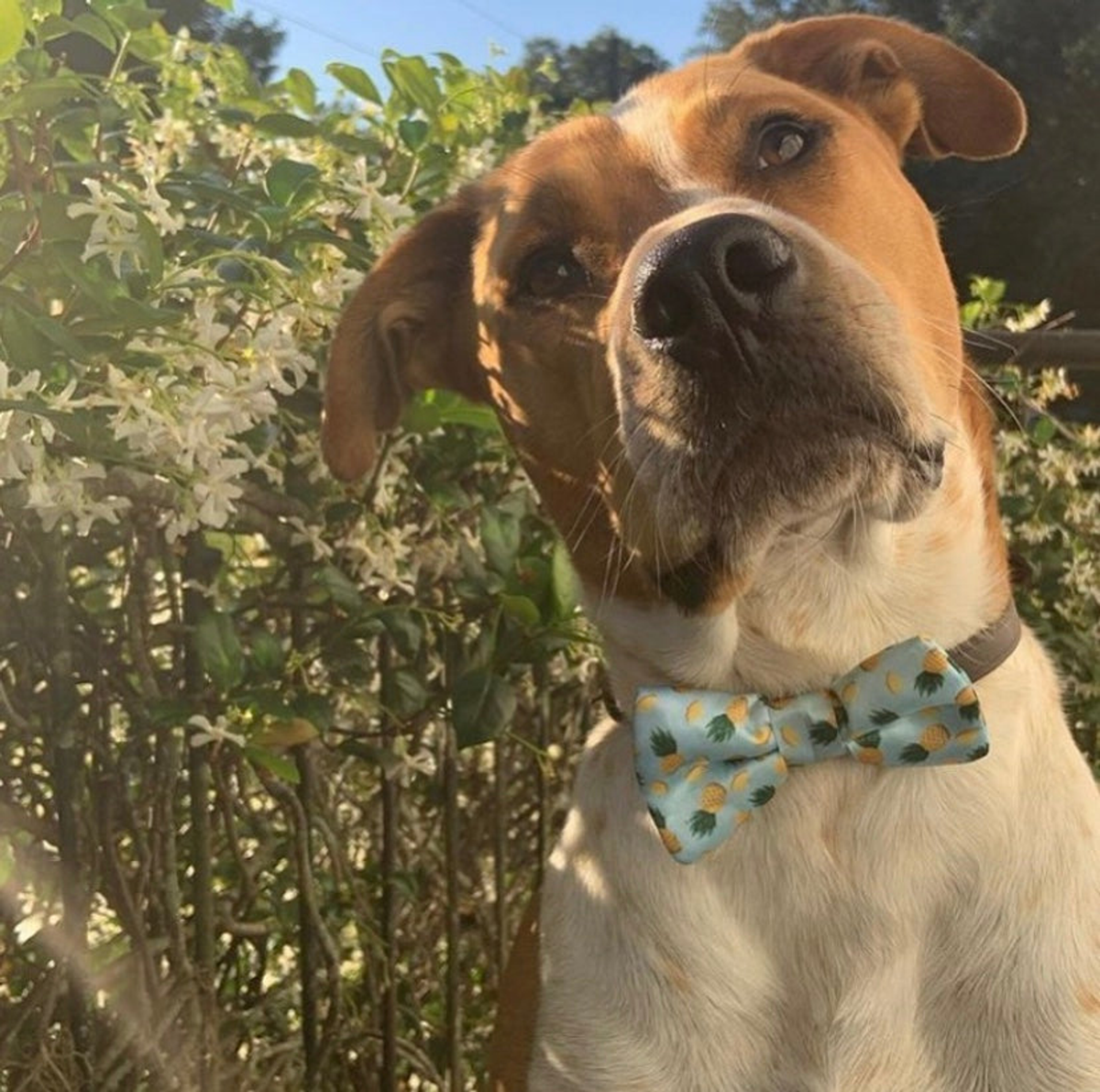 Cutie Ties Dog Bow Tie - Camo & Print Designs