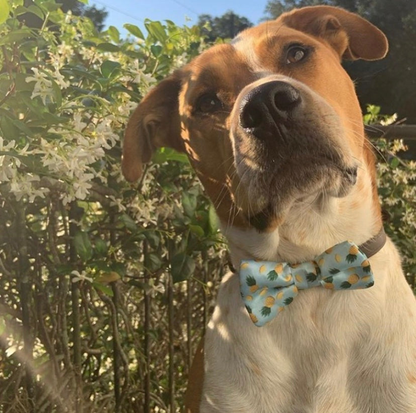 Cutie Ties Dog Bow Tie - Camo & Print Designs