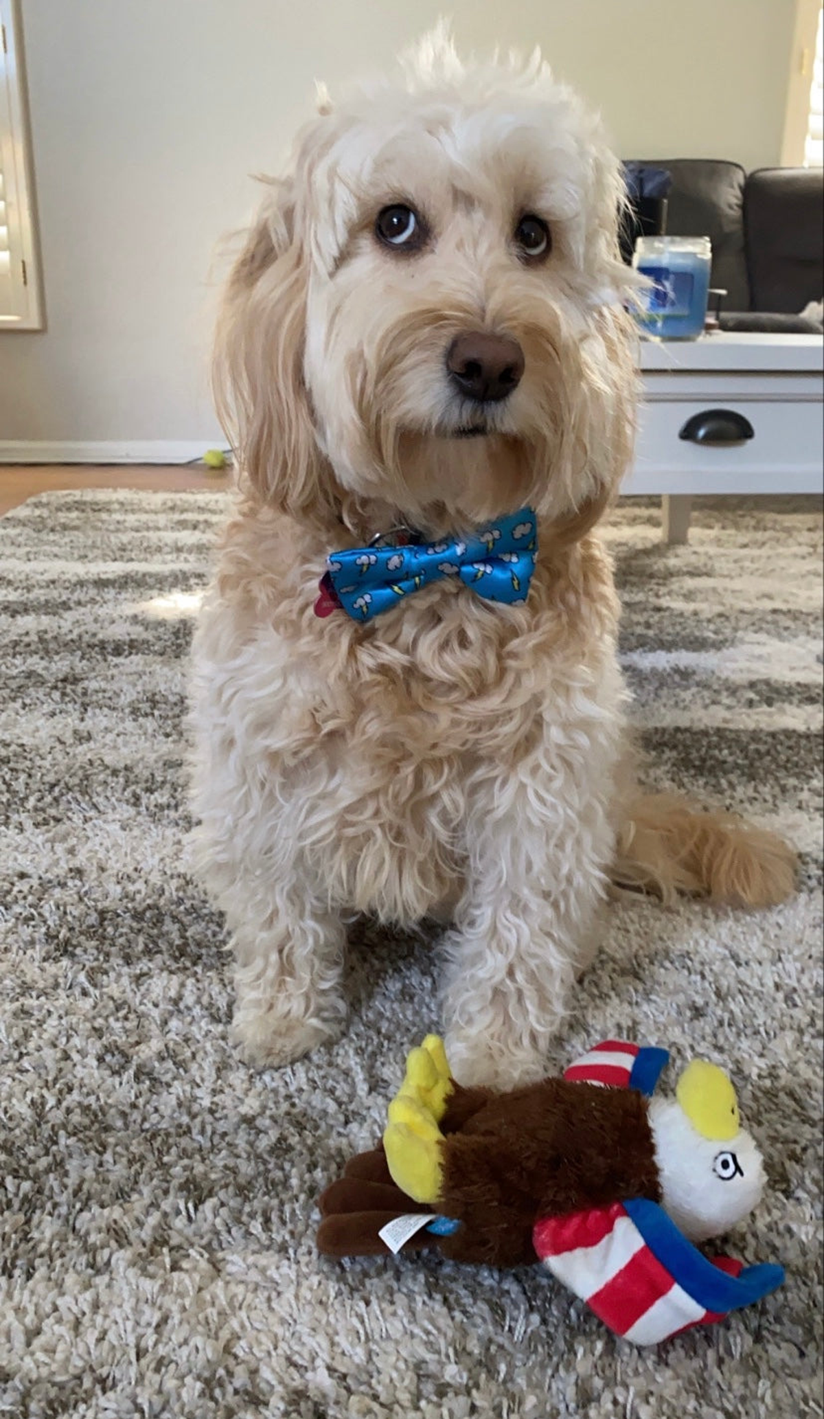 Cutie Ties Dog Bow Tie - Nautical & Sky Designs