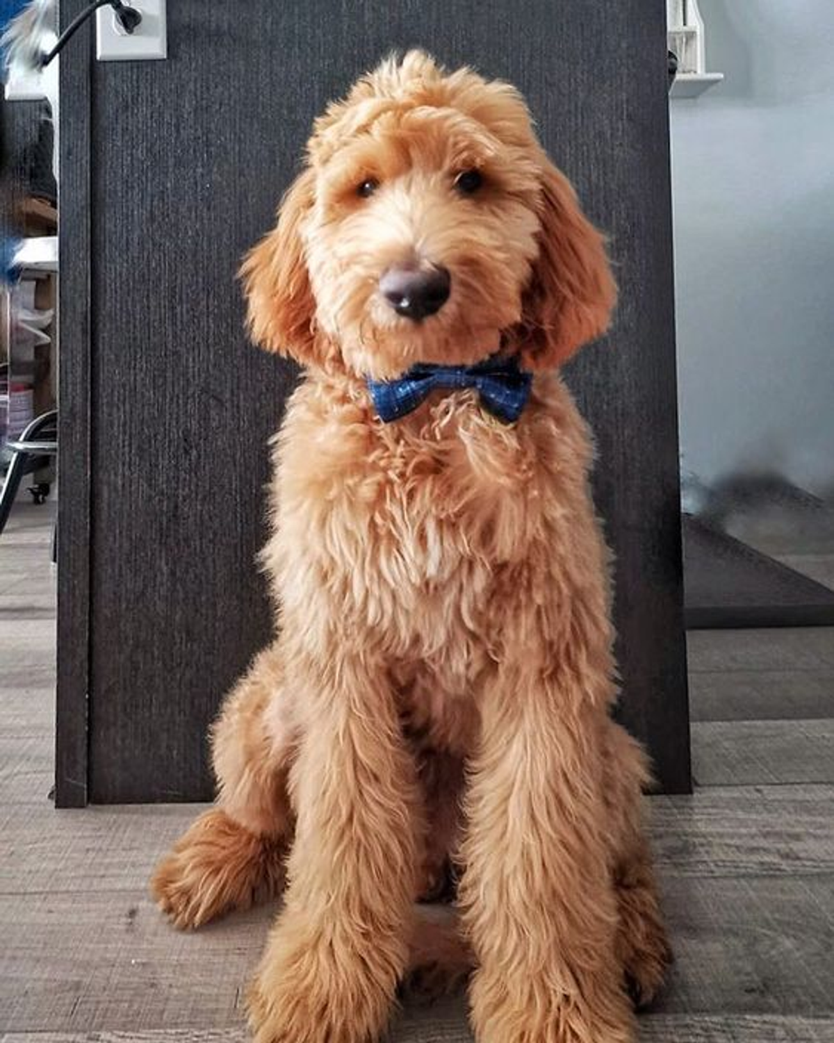 Cutie Ties Dog Bow Tie - Nautical & Sky Designs