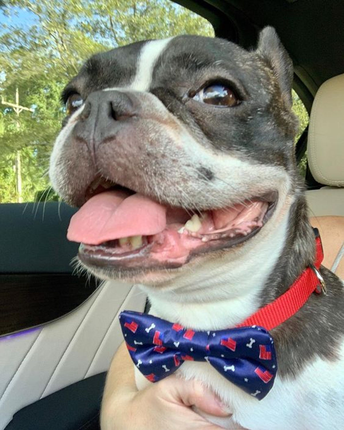 Cutie Ties Dog Bow Tie - Nautical & Sky Designs