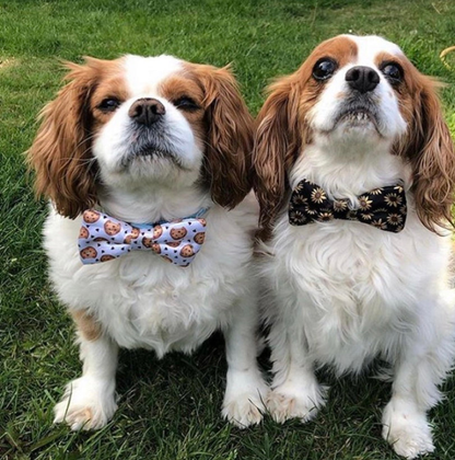 Cutie Ties Dog Bow Tie - Camo & Print Designs