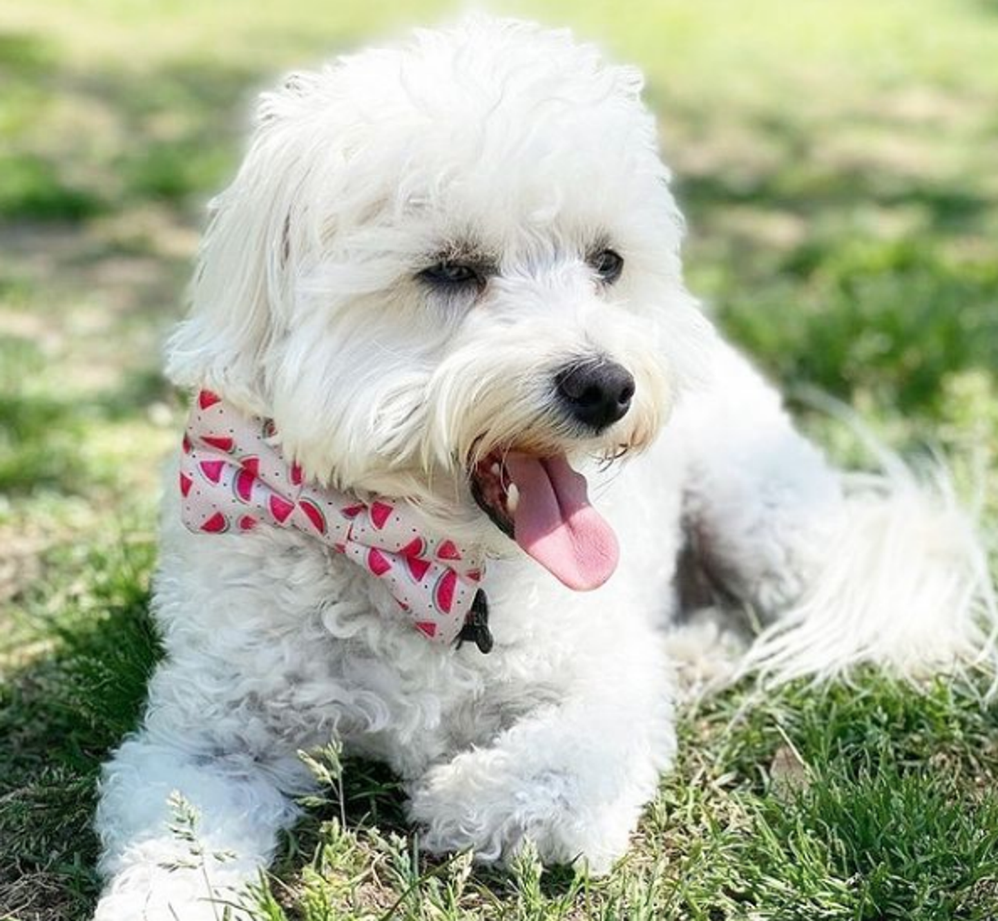 Cutie Ties Dog Bow Tie - Sports & Animal Designs