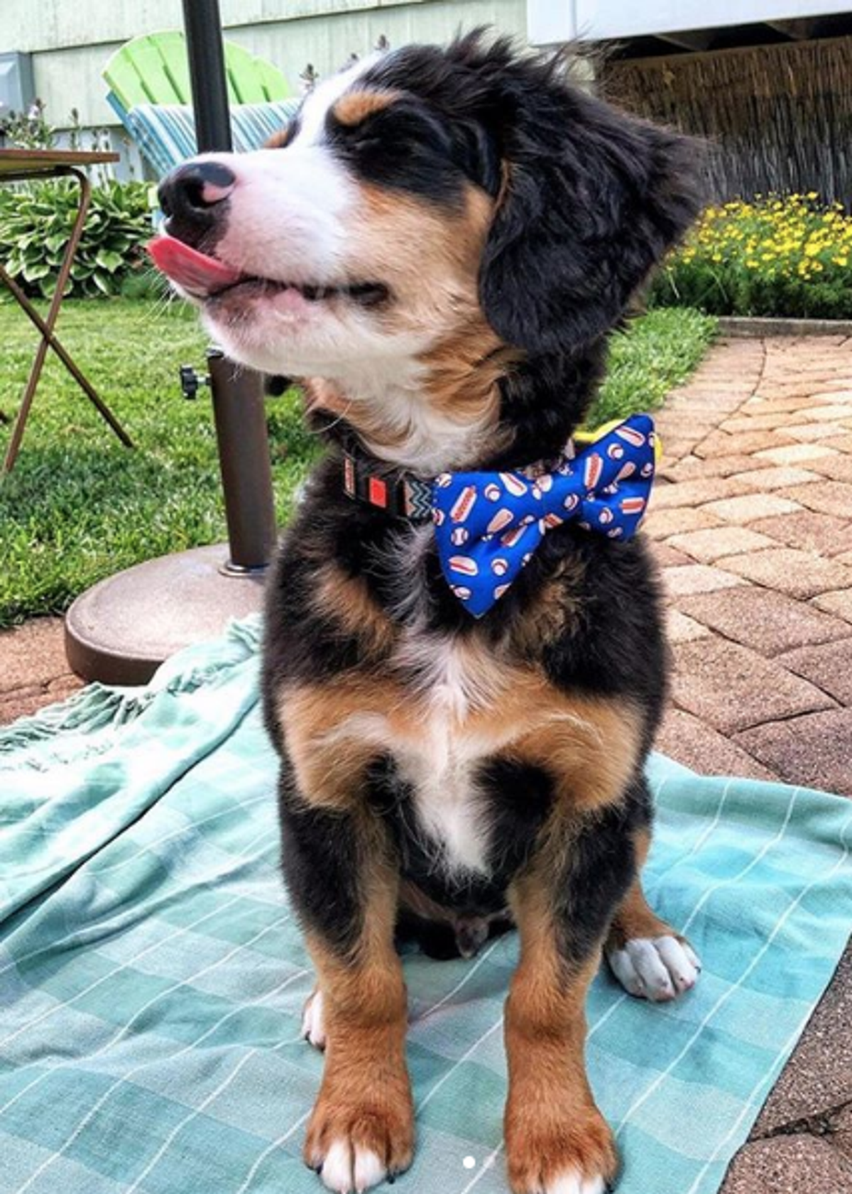 Cutie Ties Dog Bow Tie - Sports & Animal Designs