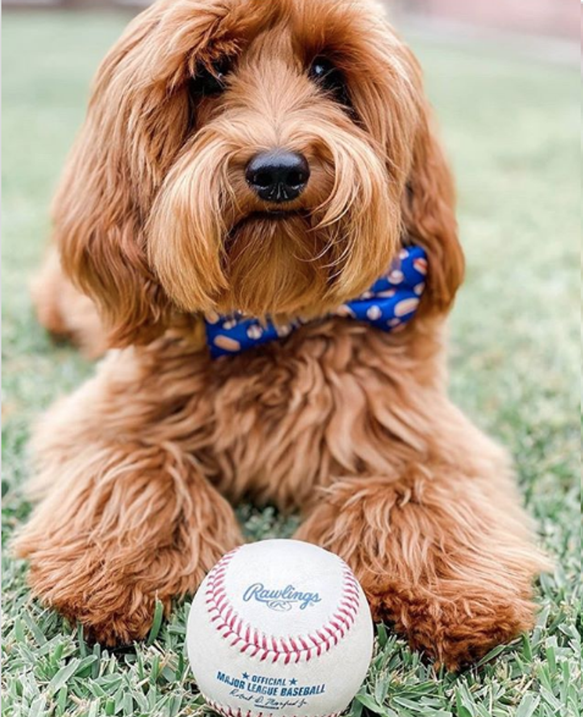 Cutie Ties Dog Bow Tie - Sports & Animal Designs
