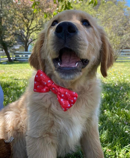 Cutie Ties Dog Bow Tie - Sports & Animal Designs