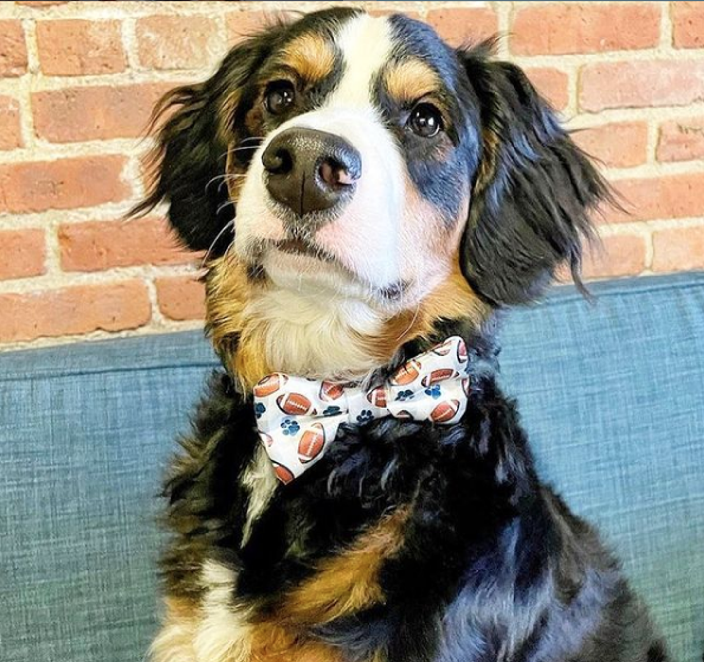 Cutie Ties Dog Bow Tie - Football Design