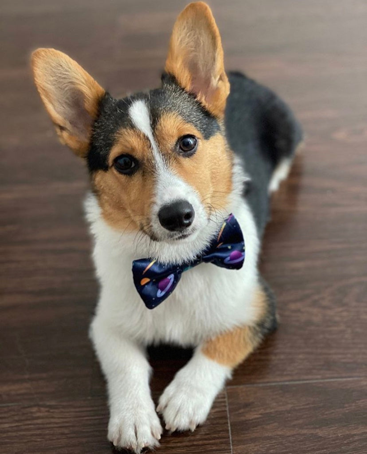 Cutie Ties Dog Bow Tie - Sports & Animal Designs