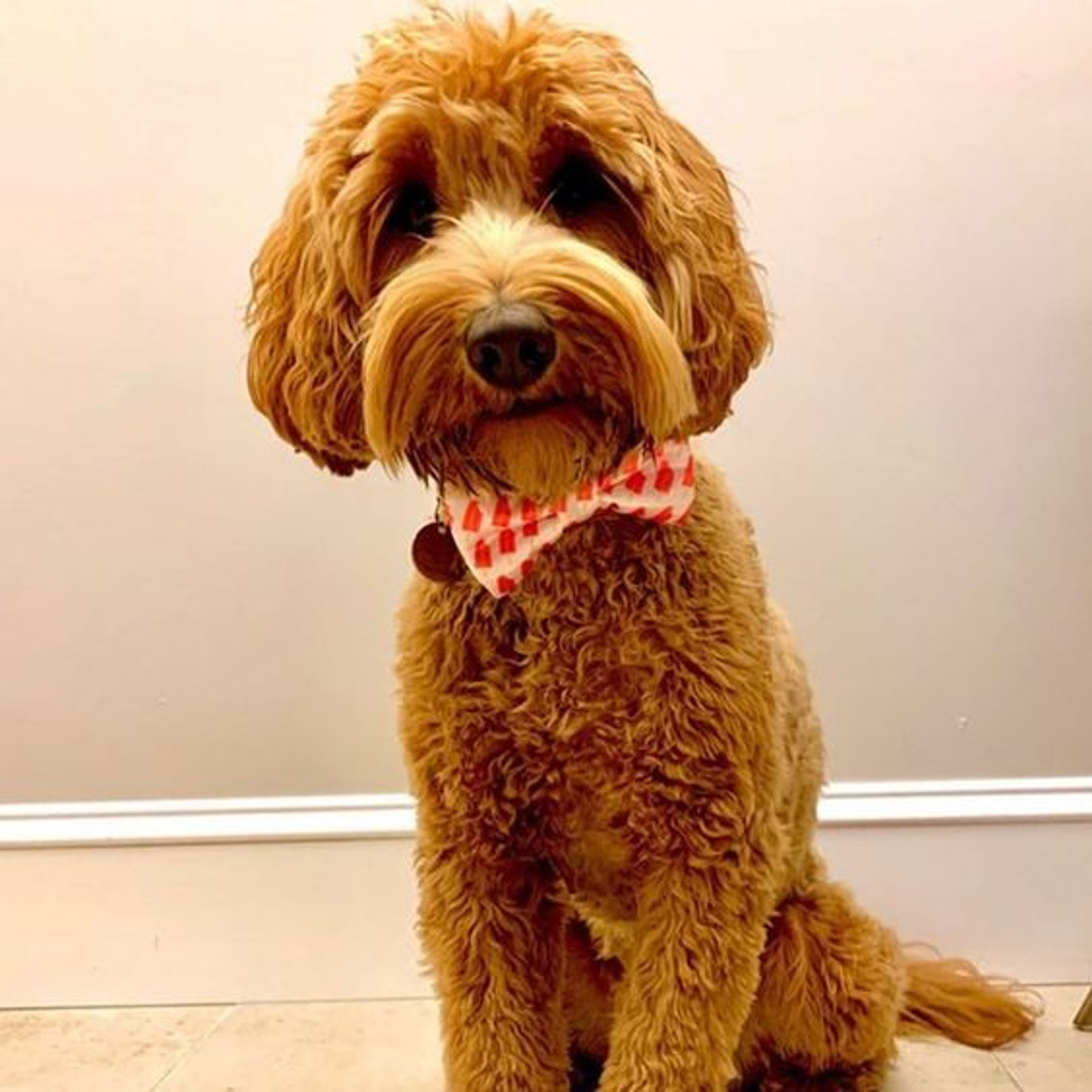 Cutie Ties Dog Bow Tie - Sports & Animal Designs