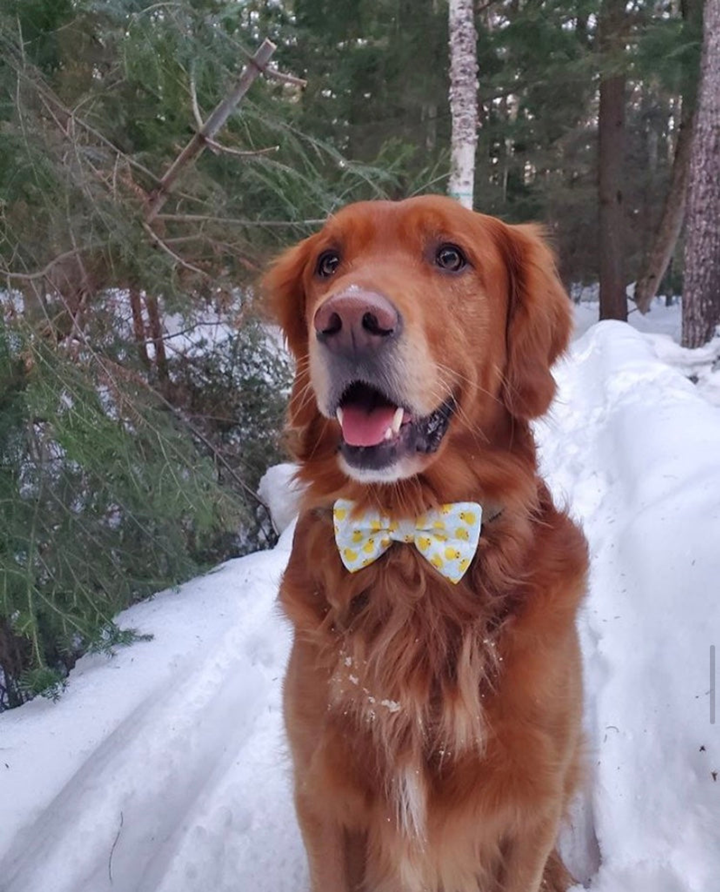 Cutie Ties Dog Bow Tie - Sports & Animal Designs