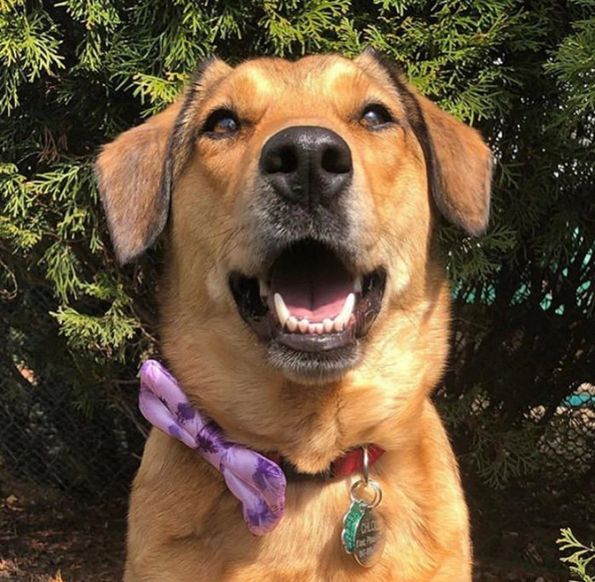 Cutie Ties Dog Bow Tie - Sports & Animal Designs