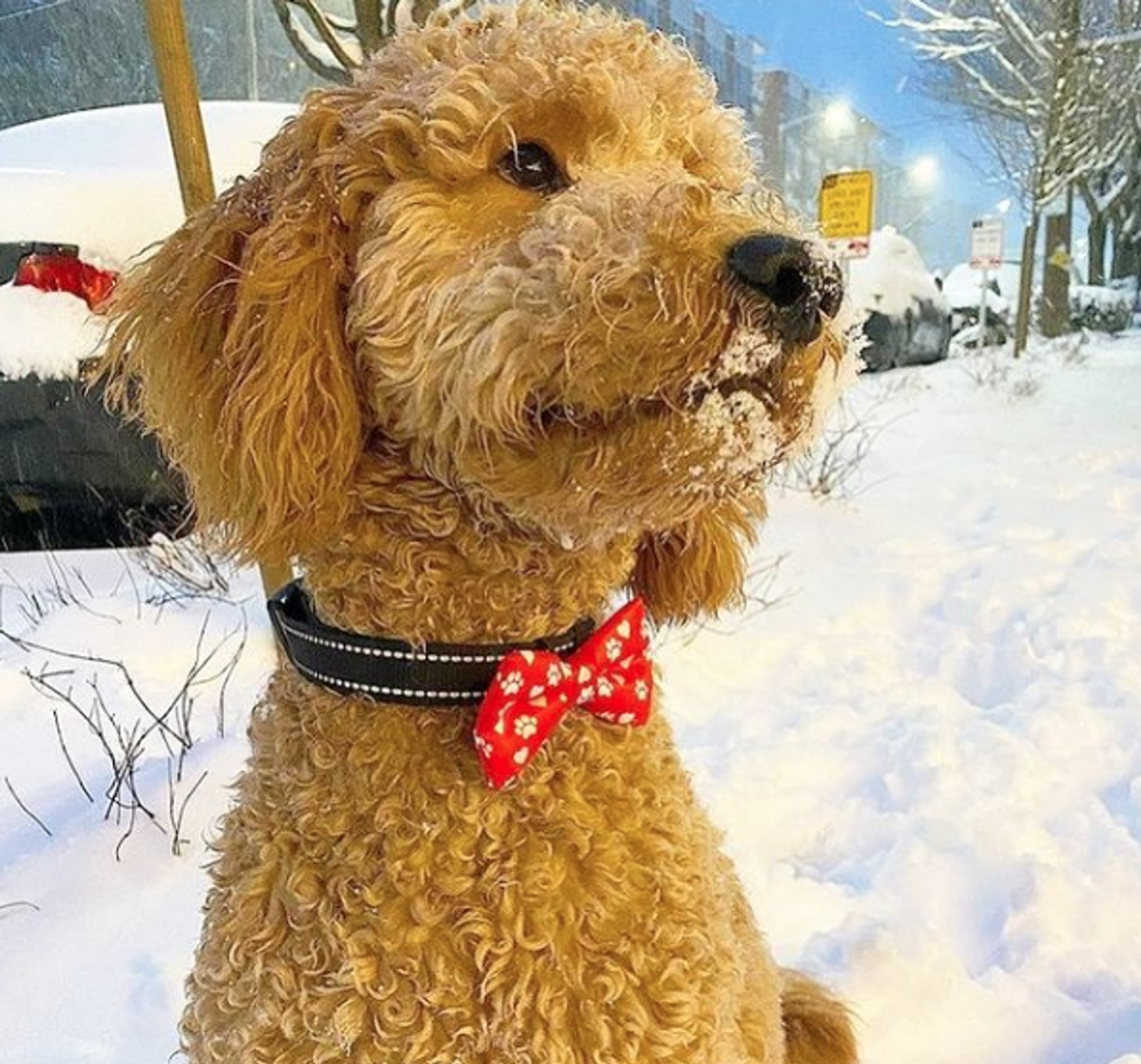 Cutie Ties Dog Bow Tie - Foodie & Tie-Dye Designs