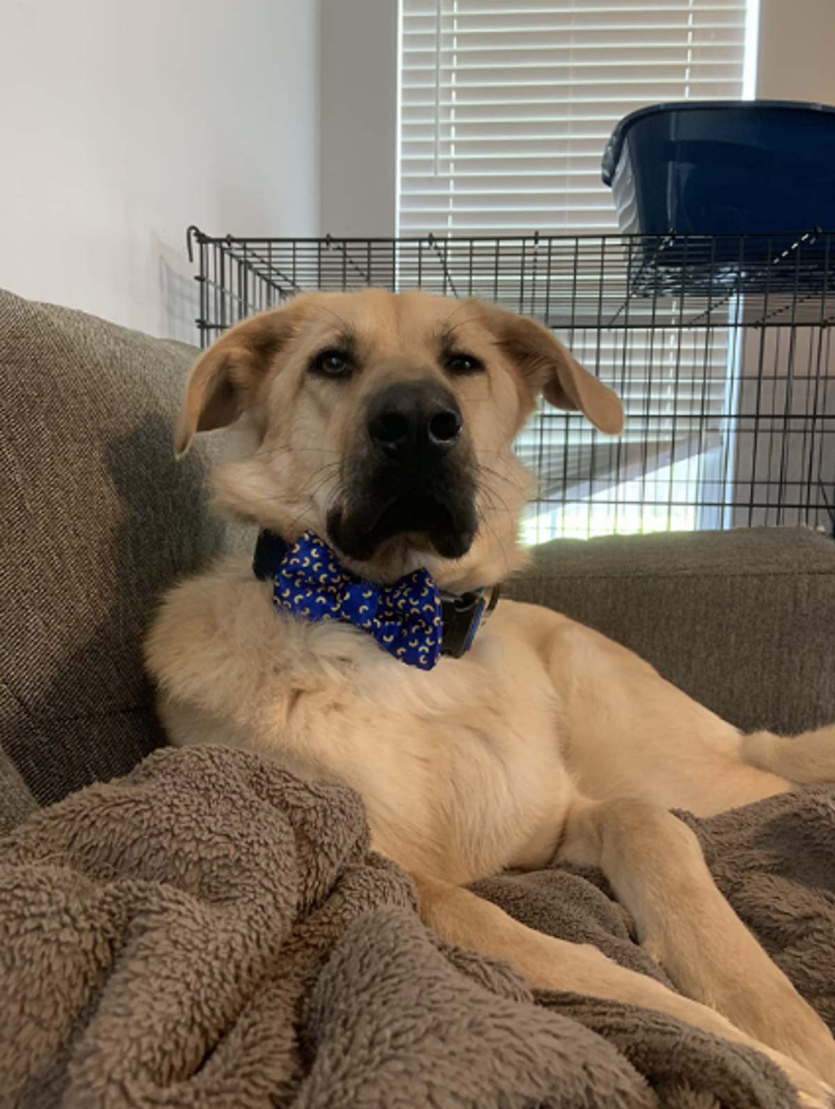Cutie Ties Dog Bow Tie - Playful Pattern Designs