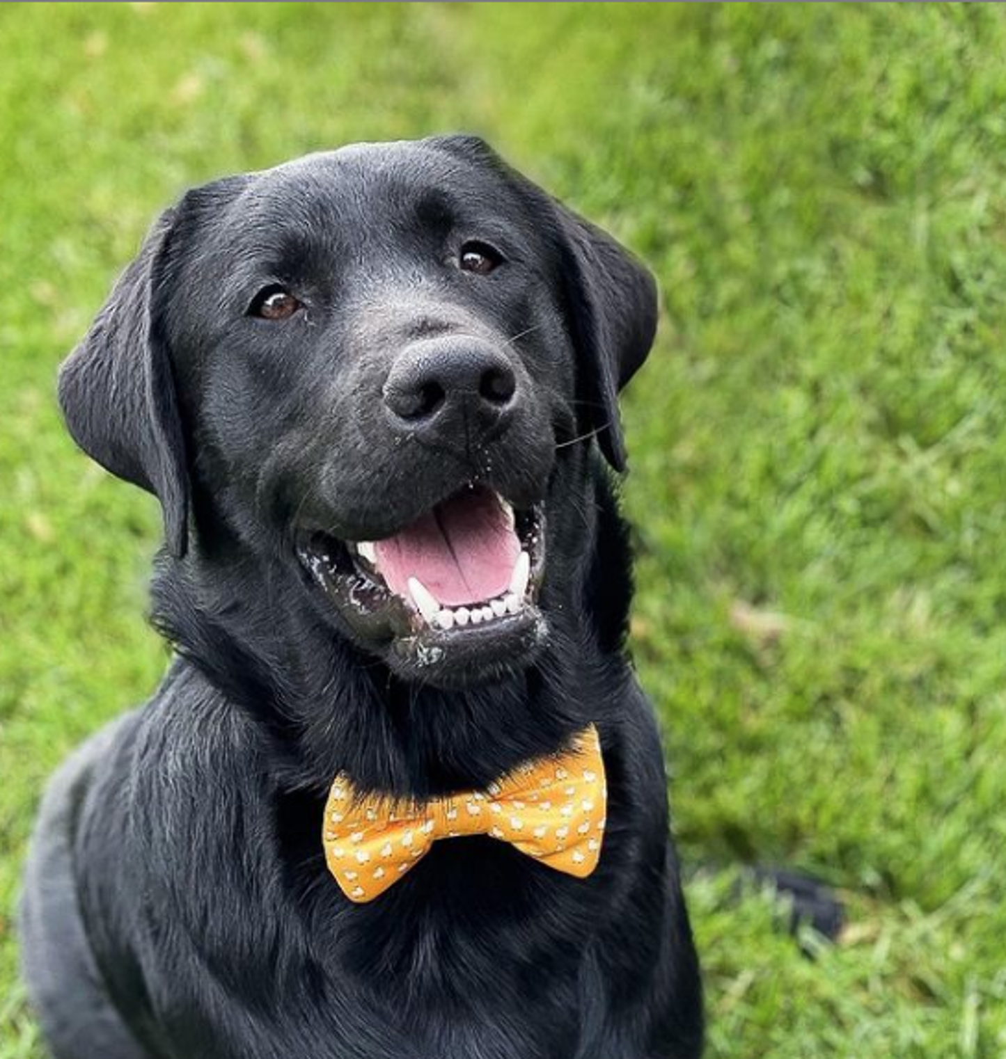 Cutie Ties Dog Bow Tie - Playful Pattern Designs