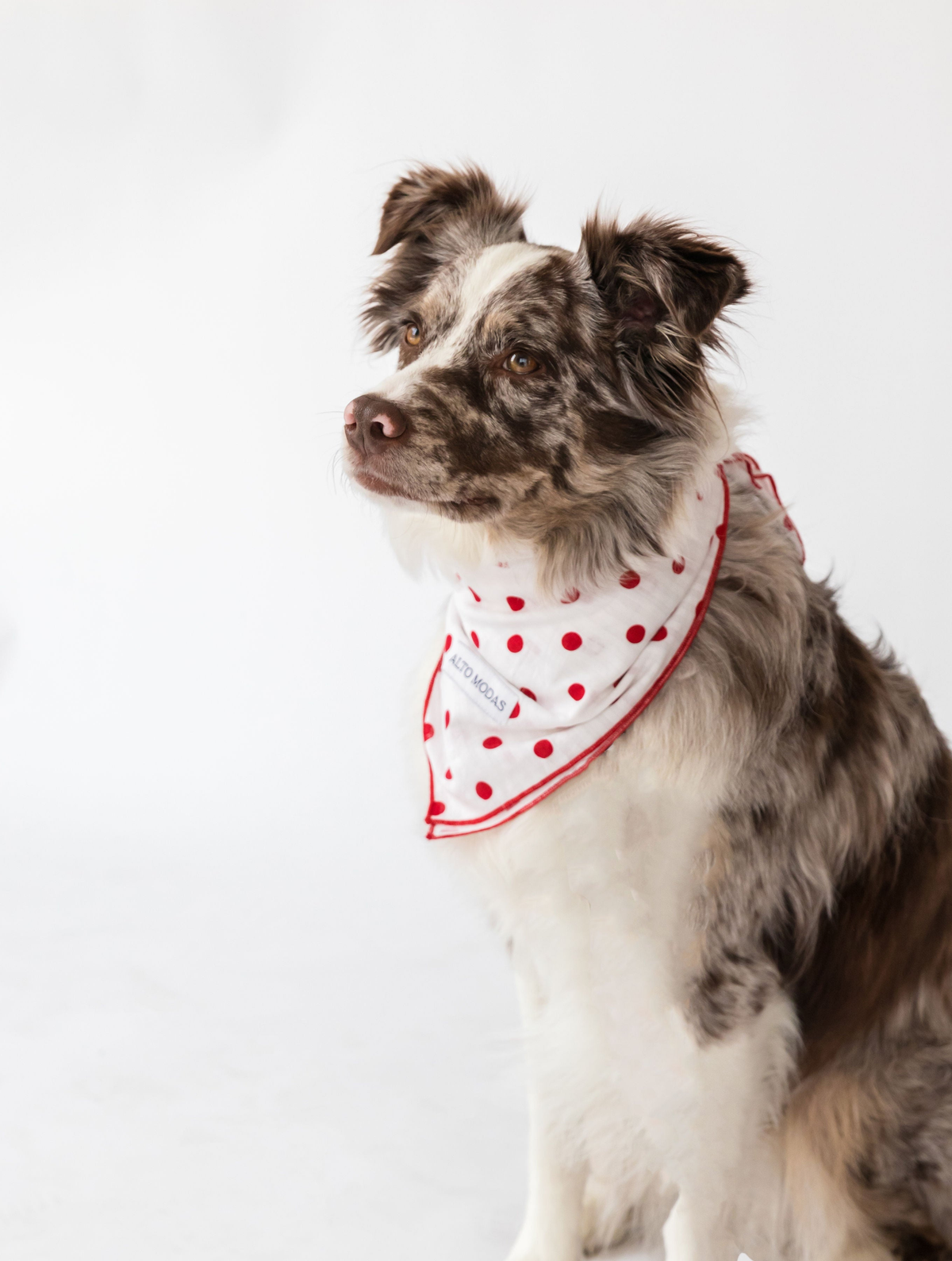 Alto Modas Buddy Dog Bandana
