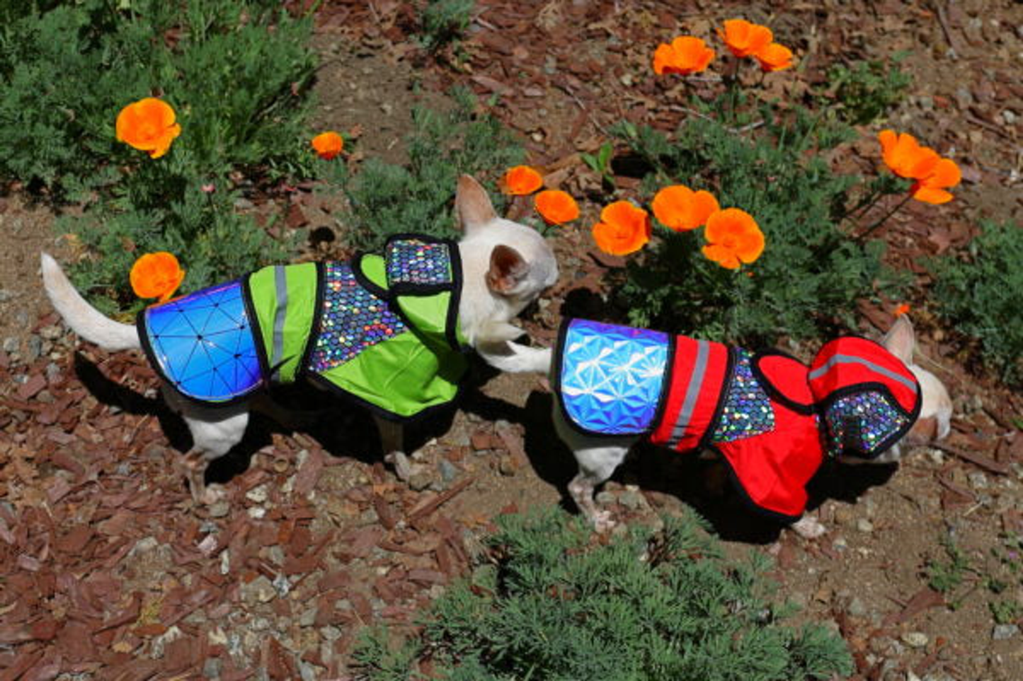 Twirly Bird Away Birds of Prey Away Dog Jacket