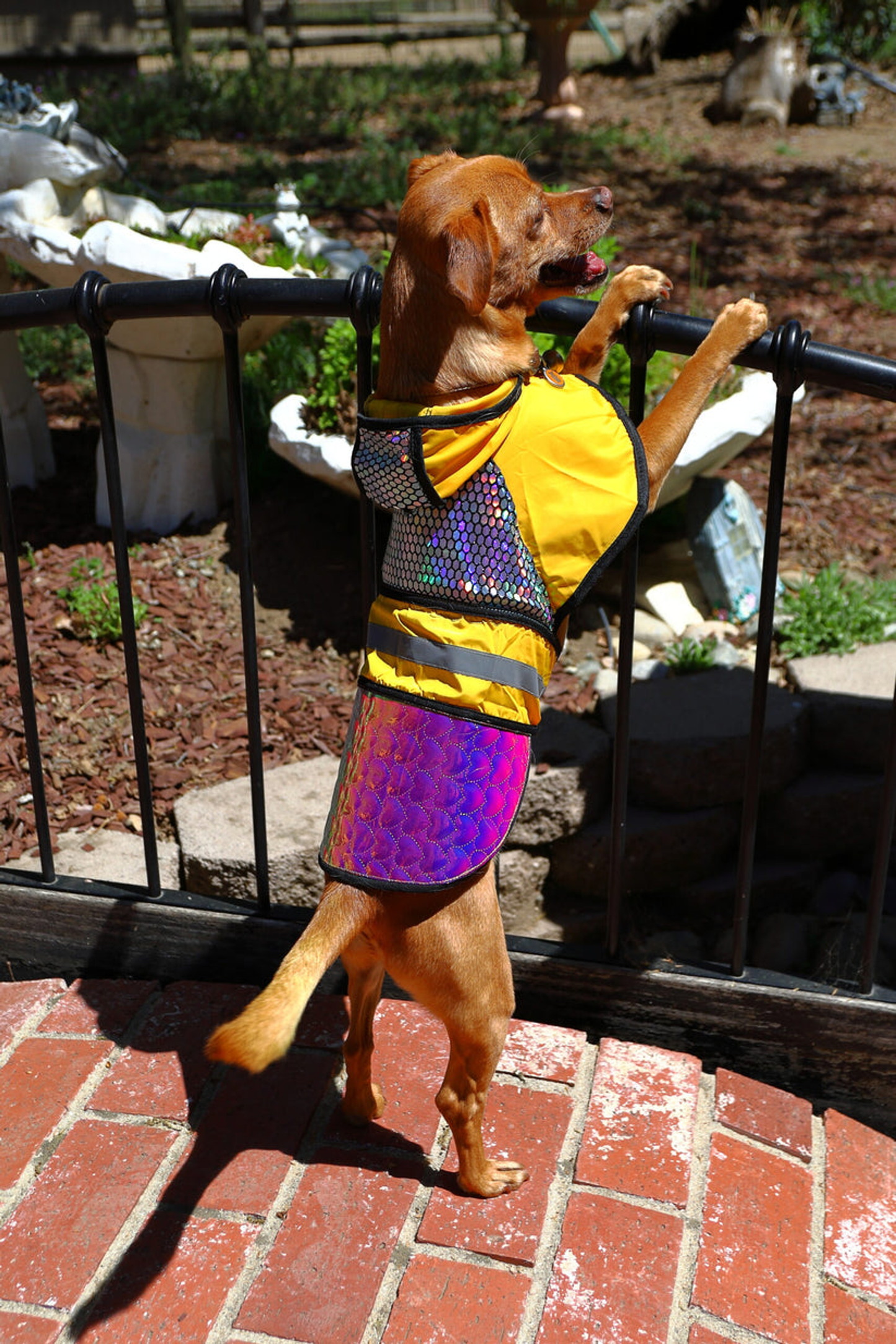 Twirly Bird Away Birds of Prey Away Dog Jacket