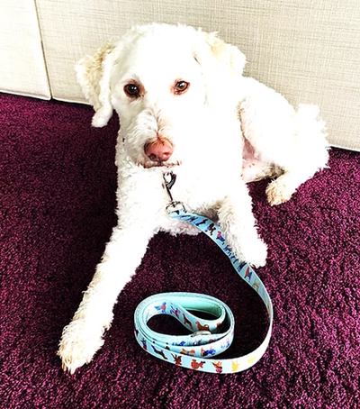 DRL Polyester Dog Leash