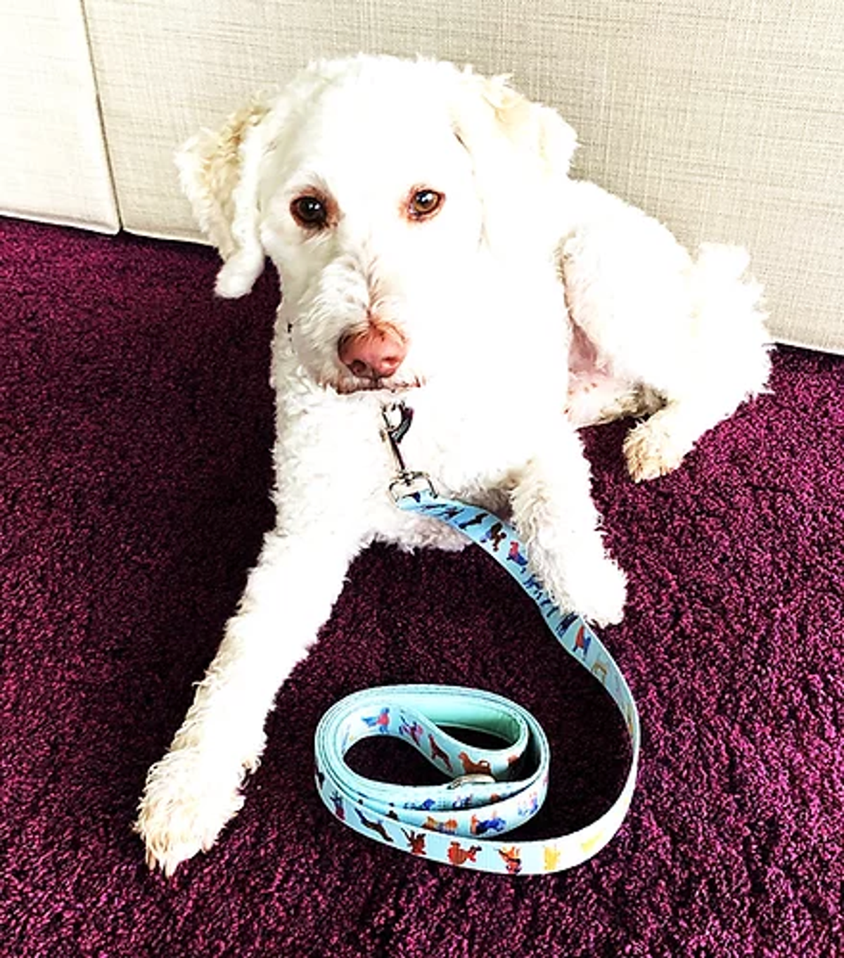 DRL Polyester Dog Leash