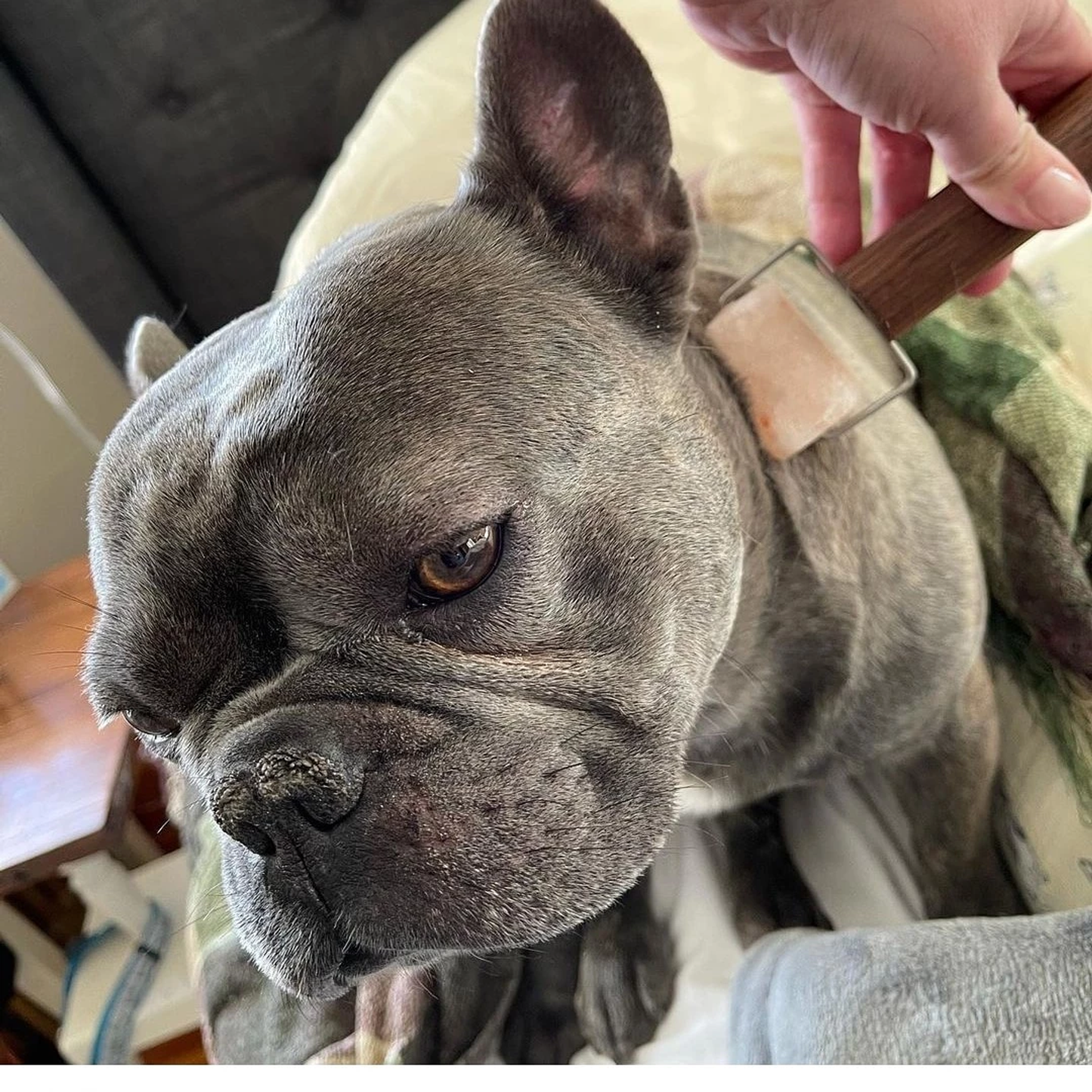 The Zen Roller Massage Tool for Pets