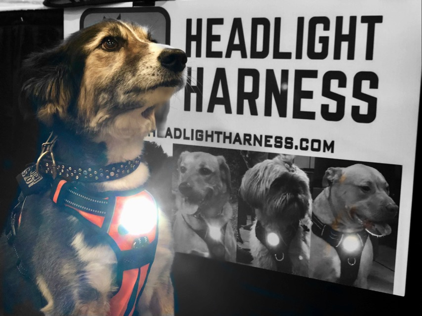 Headlight Harness LED Dog Harness - Grey Small