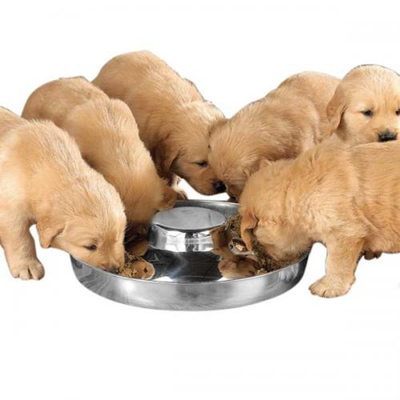 ProSelect Puppy Dish 11 in