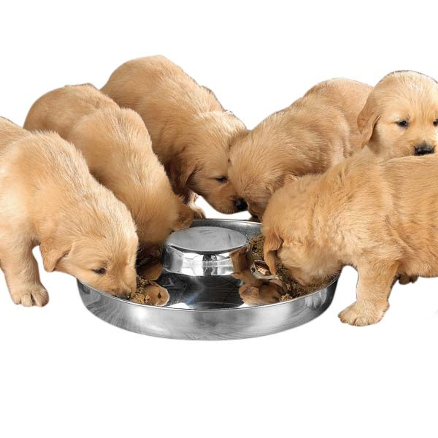 ProSelect Stainless Steel Puppy Dish 14.5 in