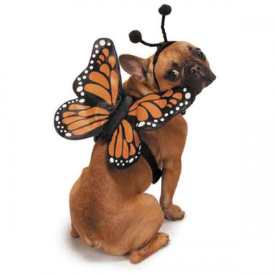 Zack & Zoey Butterfly Glow Wings Dog Costume Harness