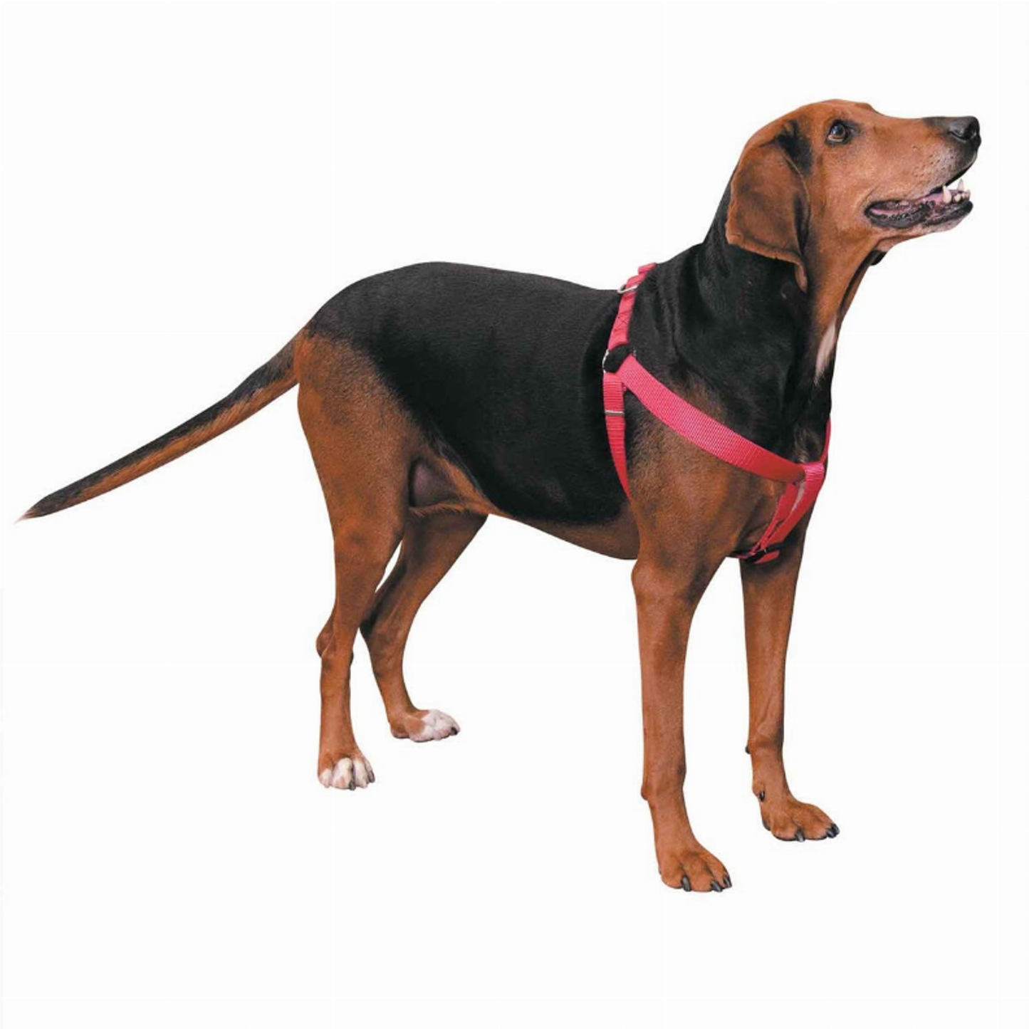Casual Canine Nylon 2-Step Dog Harness