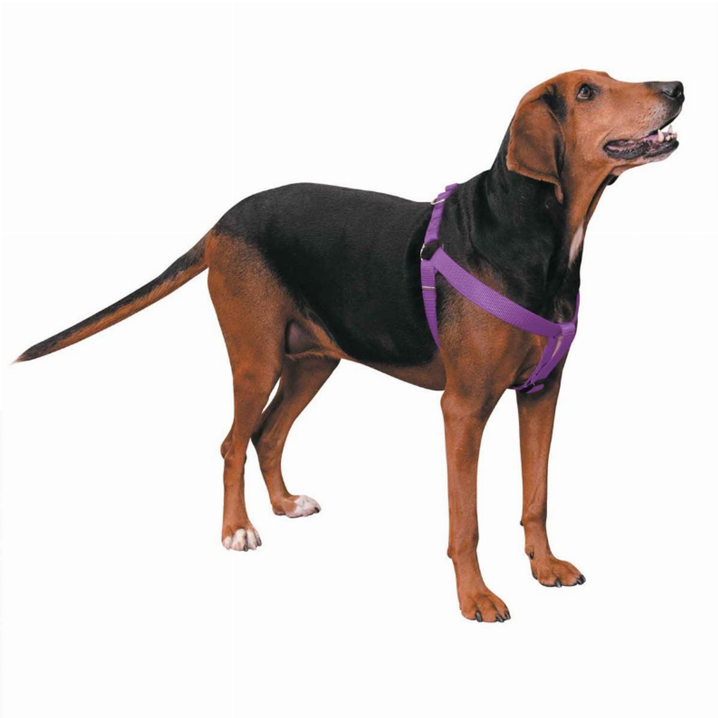 Casual Canine Nylon 2-Step Dog Harness