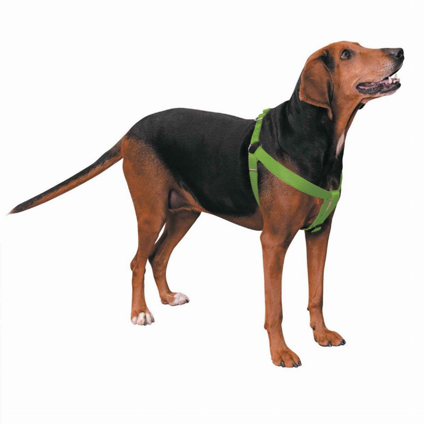 Casual Canine Nylon 2-Step Dog Harness